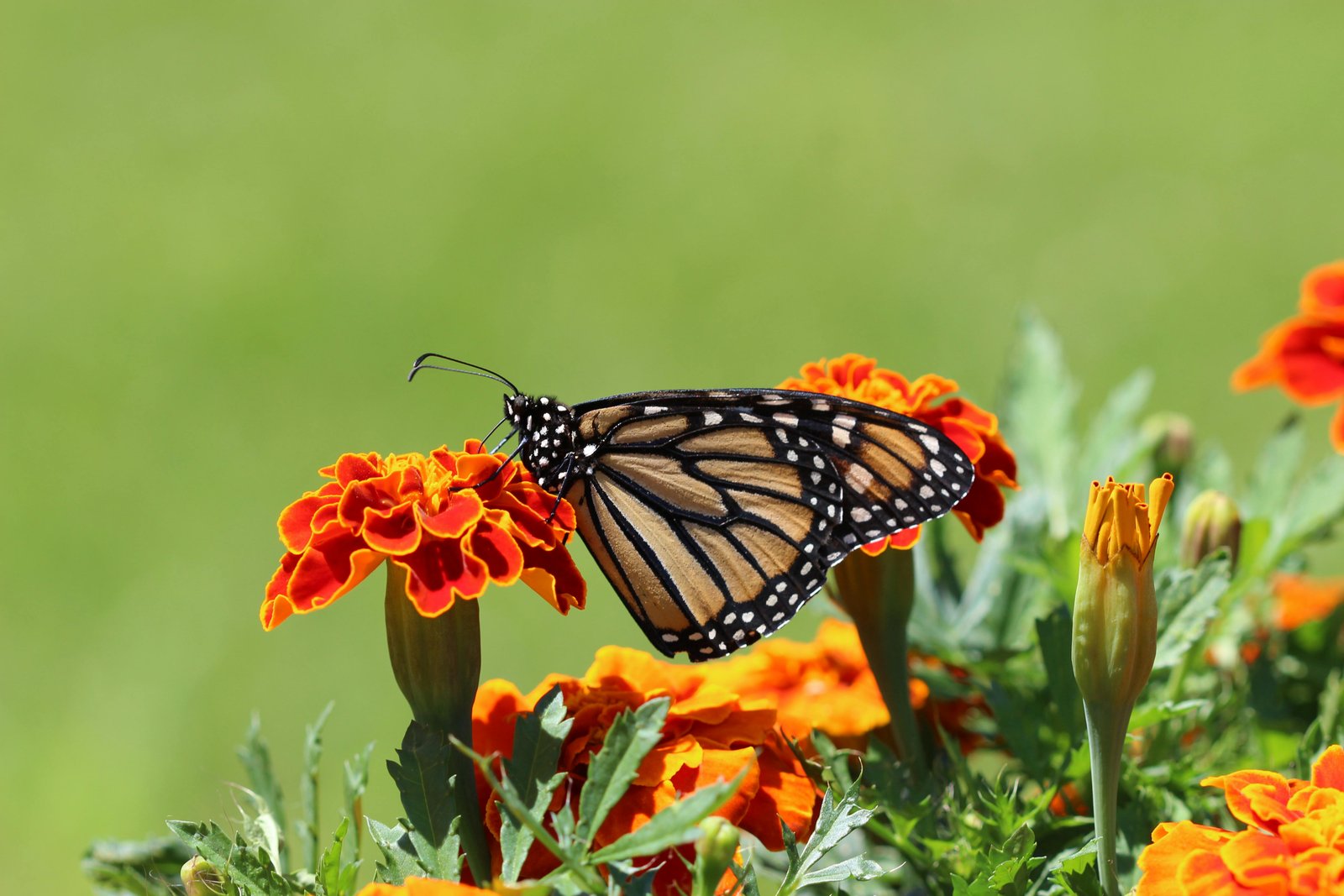 Beautifulnature